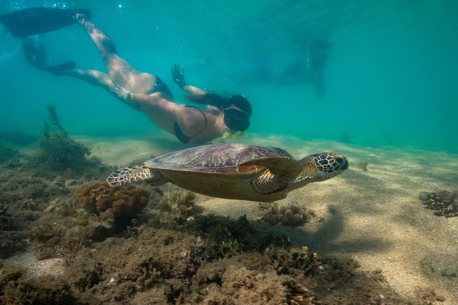 Half Day Low Isles Snorkelling Tour from Port Douglas - Marine life: turtles, fish, and reef sharks
