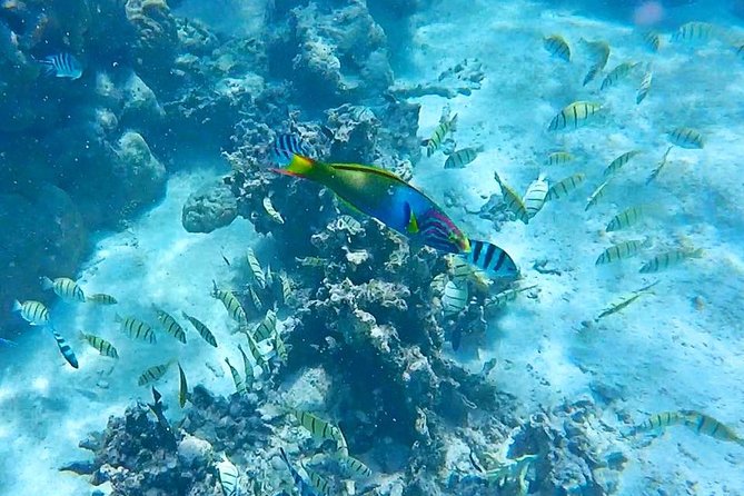 Half-Day Muri Lagoon BBQ Lunch Cruise including Snorkeling - Why this four-hour Muri Lagoon trip works so well