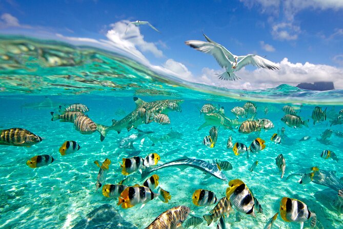 Half Day Private Lagoon Snorkeling Experience - Why the private format can be worth the price