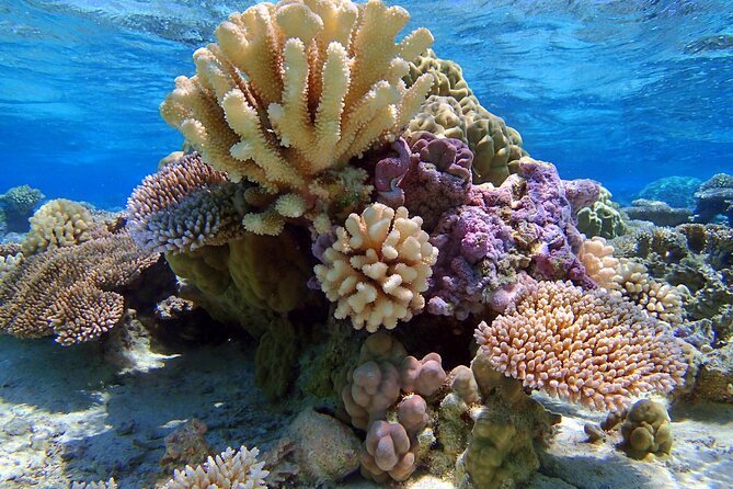 Half Day Private Lagoon Snorkeling Experience - Is this a good choice for families?
