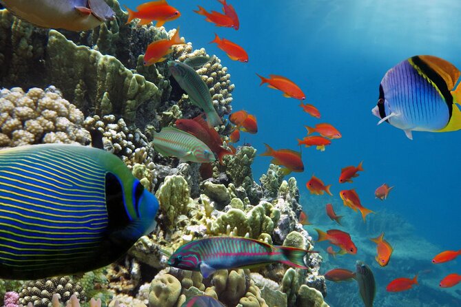 Half-Day Puerto Morelos Snorkeling Experience with Lunch - Group size, family fit, and comfort