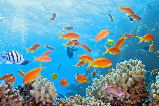 Half-Day Puerto Morelos Snorkeling Experience with Lunch - Booking details that can save you trouble