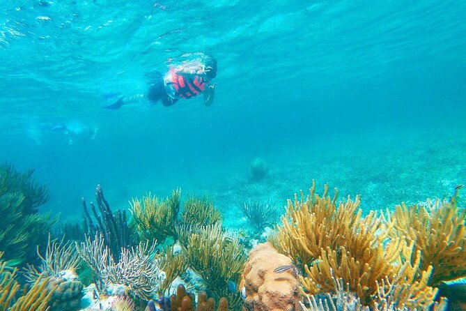 Half-Day Puerto Morelos Snorkeling Experience with Lunch - Should you book this Puerto Morelos snorkeling trip?