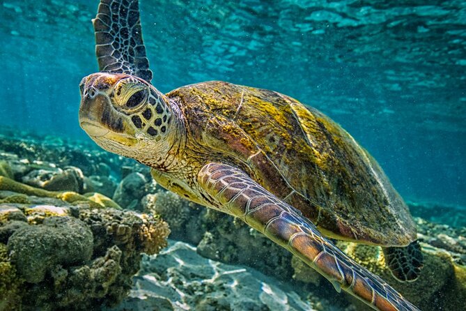 Half-Day Puerto Morelos Snorkeling Experience with Lunch - The sunscreen rule requires planning
