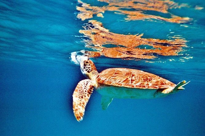 Half Day Sail and Snorkel with the Turtles - The snorkeling equipment and water access