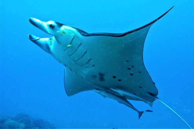 Half-Day Small-Group Cruise in Bora Bora with Snorkelling - Black-tip reef sharks and the open lagoon