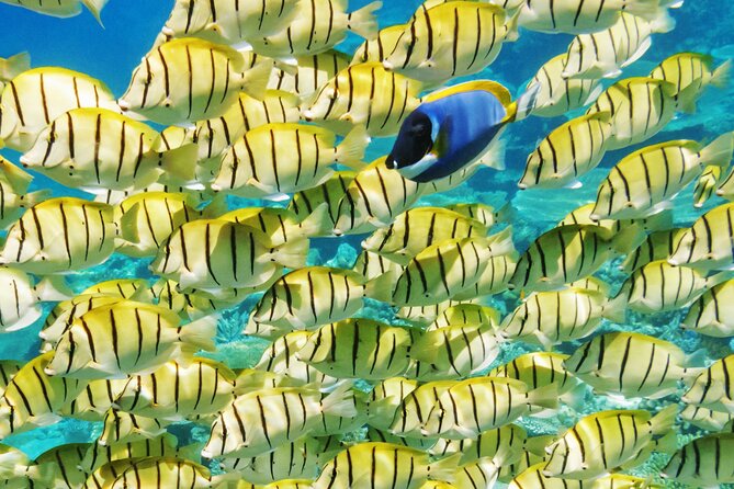 Half-Day Small-Group Cruise in Bora Bora with Snorkelling - The view from the boat is part of the tour
