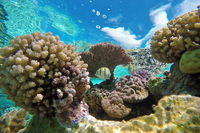 Half-Day Small-Group Cruise in Bora Bora with Snorkelling - The aquarium stop and Bora Bora’s coral gardens