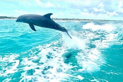 Half Day Snorkel from Providenciales with Visit to Half Moon Bay