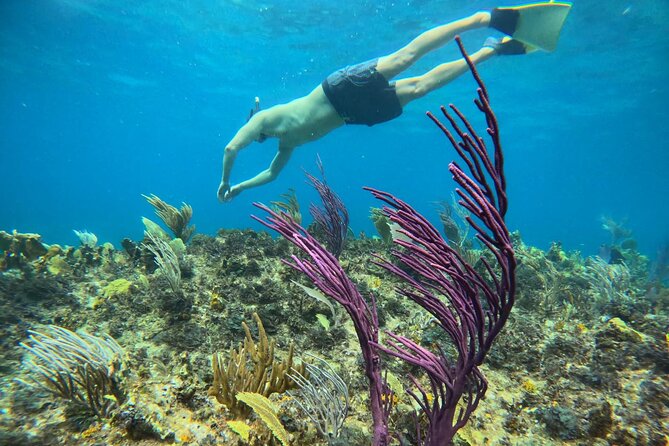 Half Day Snorkel from Providenciales with Visit to Half Moon Bay - Booking details worth knowing