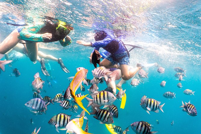 Half-Day Snorkel Sail Tour with Caribbean Lunch - Who Will Get the Most From This Aruba Cruise