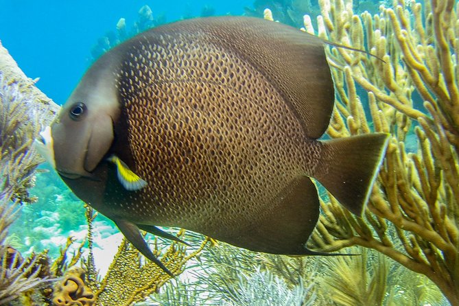 Half Day Snorkel Trip on Reefs in the Florida Keys - What the 3-hour-30-minute Key Largo trip feels like