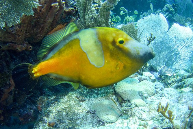 Half Day Snorkel Trip on Reefs in the Florida Keys - Wildlife you might see below the surface