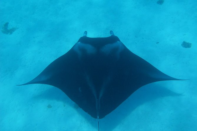 Half day Snorkeling Shared Boat Tour in Bora Bora - Why this three-and-a-half-hour lagoon trip works so well