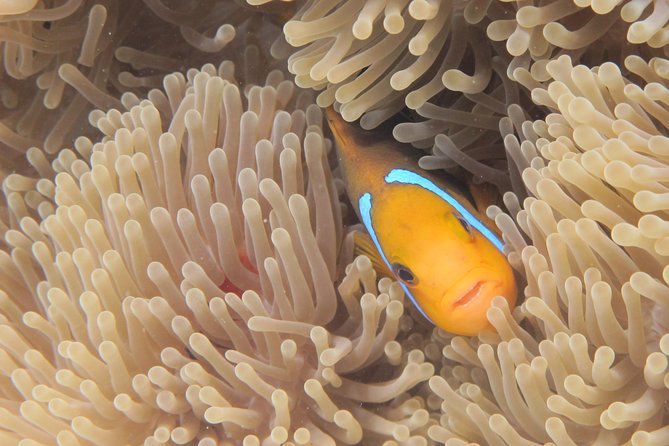 Half day Snorkeling Shared Boat Tour in Bora Bora - The coral garden is the most dependable highlight