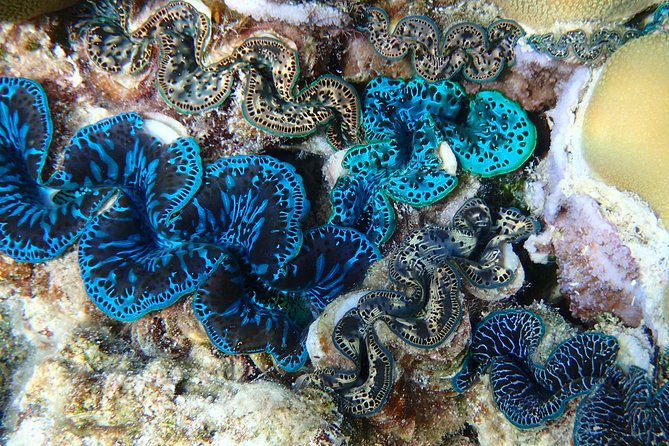 Half day Snorkeling Shared Boat Tour in Bora Bora - Guides who shape the morning