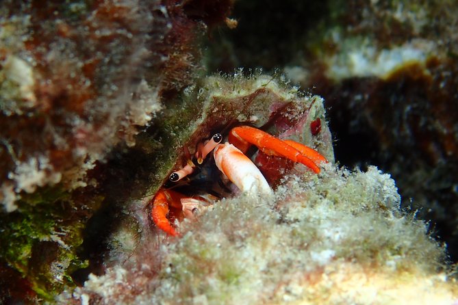 Half day Snorkeling Shared Boat Tour in Bora Bora - The $130 price and what you receive