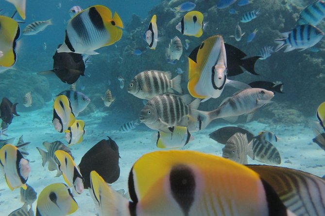 Half day Snorkeling Shared Boat Tour in Bora Bora - The first stop: looking for manta rays