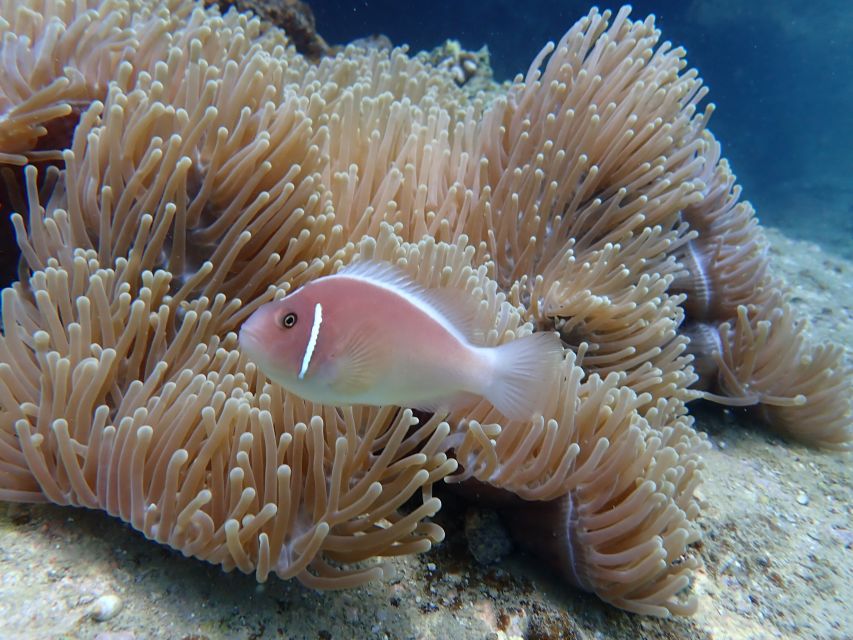 Half-Day Snorkeling trip in Nha Trang with Vietnam Active - My honest verdict on the underwater experience