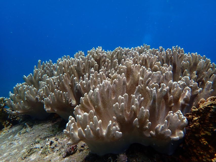 Half-Day Snorkeling trip in Nha Trang with Vietnam Active - Two island stops, one useful reality check