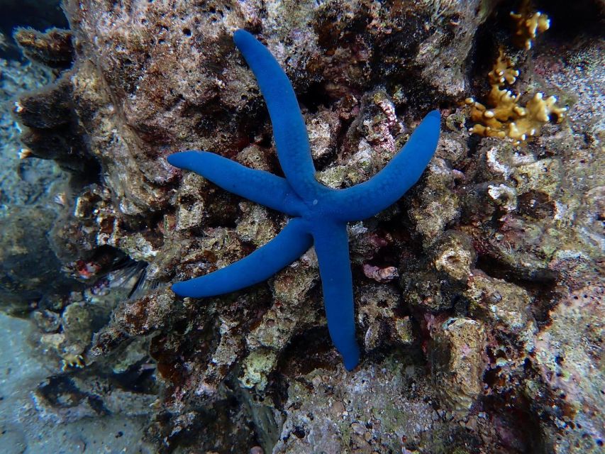 Half-Day Snorkeling trip in Nha Trang with Vietnam Active - Lunch, barbecue food, and drinks aboard