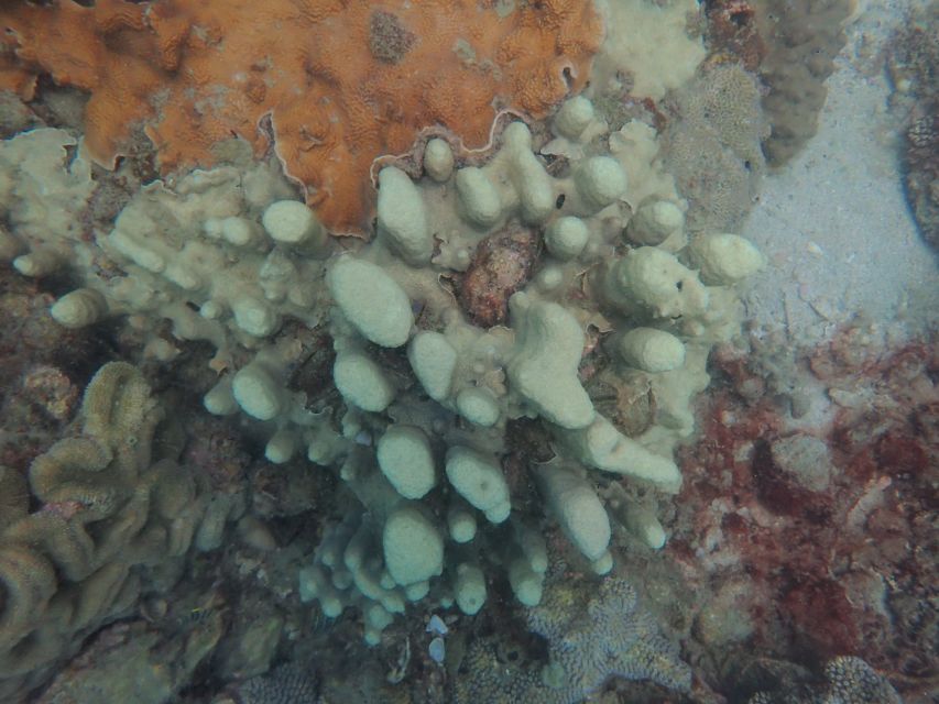 Half-Day Snorkeling trip in Nha Trang with Vietnam Active - Who will get the most from this trip