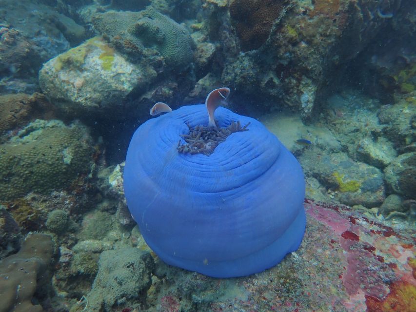 Half-Day Snorkeling trip in Nha Trang with Vietnam Active - Price, flexibility, and what you are really buying