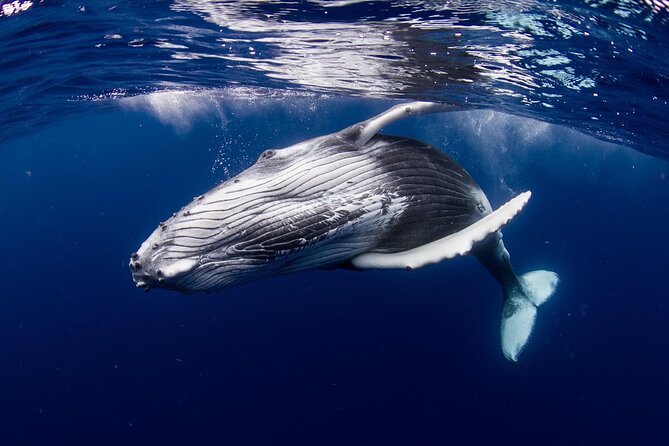 Half Day Tour : Moorea Snorkeling & Sailing on a Catamaran named Taboo - Who will enjoy this four-hour outing