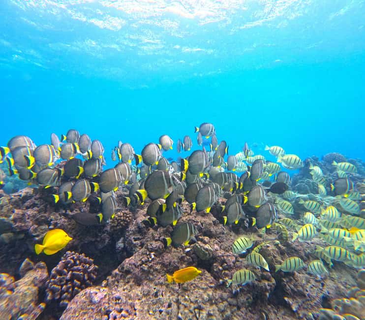 Hanauma Bay Guided Snorkel Tour with guaranteed entrance - What the guide adds for nervous swimmers
