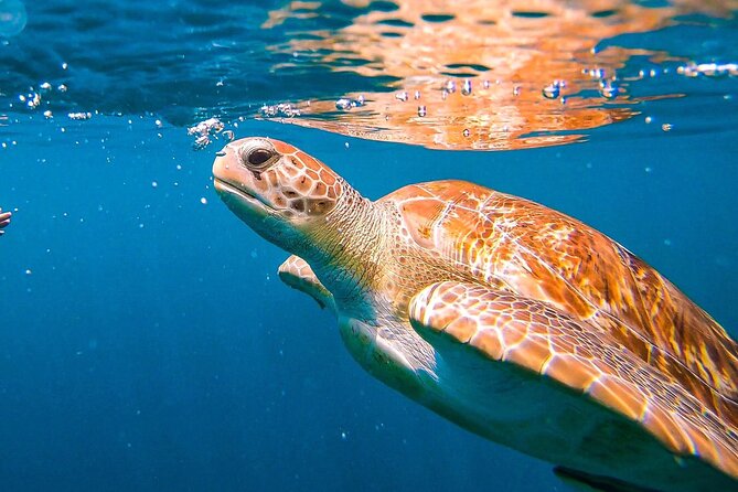 Harbour Lights-Chair &Turtle Shipwreck Snorkel Tour(10:30-1:30pm) - Key points to know before booking