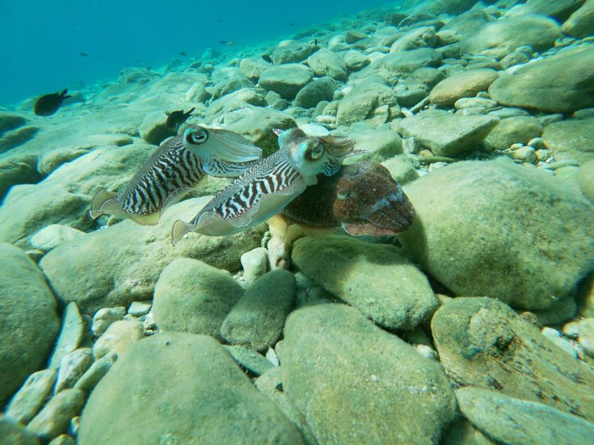 Heraklion: Beginner-Friendly Snorkeling Trip - A Gentle First Look Beneath Agia Pelagia
