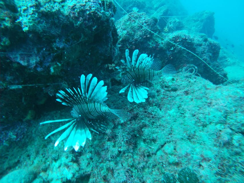 Heraklion: Beginner-Friendly Snorkeling Trip - Forty to Forty-Five Minutes Above the Seabed