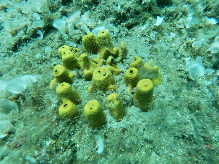 Heraklion: Beginner-Friendly Snorkeling Trip - The Return to Agia Pelagia