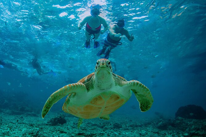 Hidden Cenote Swim: Snorkeling, Sea Turtles and Beachside Lunch - Entering the cold cenote near Tulum