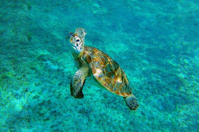 Hidden Cenote Swim: Snorkeling, Sea Turtles and Beachside Lunch - Is $169 a fair value?