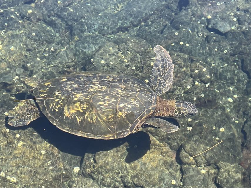 Hilo: Sea Turtle Lagoon and Black Sand Beach Snorkel - Key things to know before booking