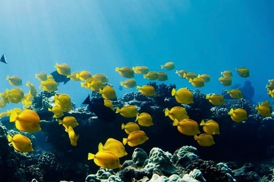 Hilo: Sea Turtle Lagoon and Black Sand Beach Snorkel - Two Hilo snorkel stops, not a boat cruise