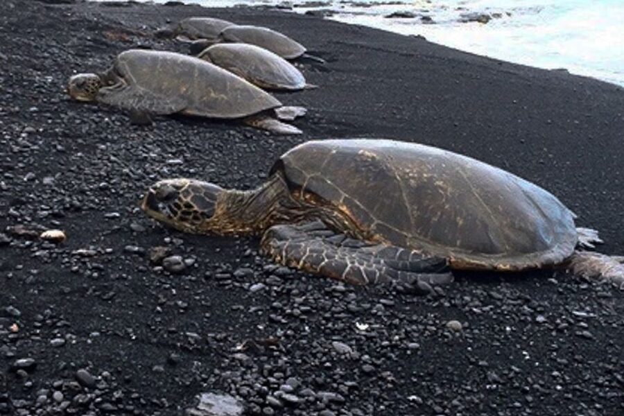 Hilo: Sea Turtle Lagoon and Black Sand Beach Snorkel - What the water conditions can change