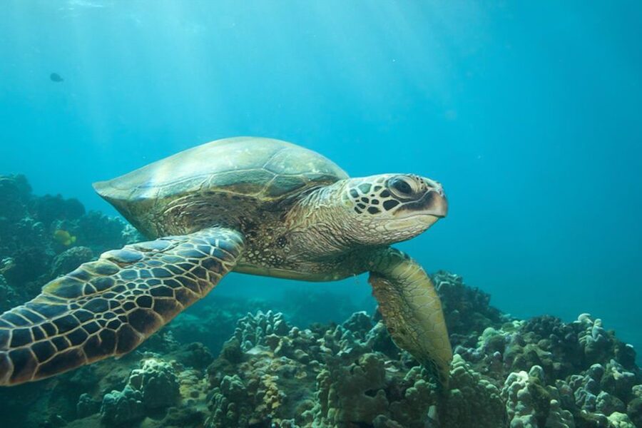 Hilo: Sea Turtle Lagoon and Black Sand Beach Snorkel - How much value do you get for $150?