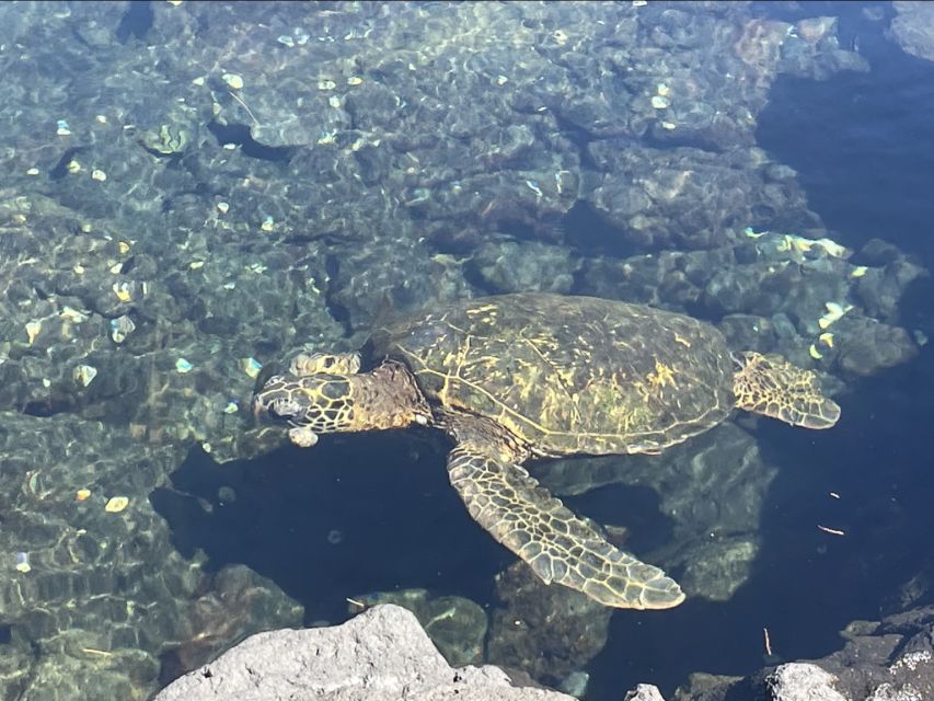 Hilo: Sea Turtle Lagoon and Black Sand Beach Snorkel - Who should book this Hilo outing?