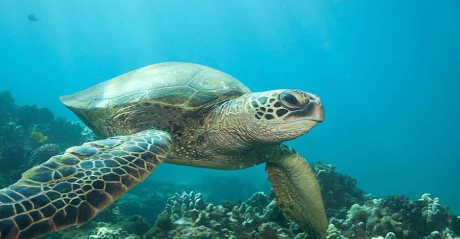Hilo: Sea Turtle Lagoon and Black Sand Beach Snorkel - The lagoon and black sand coast