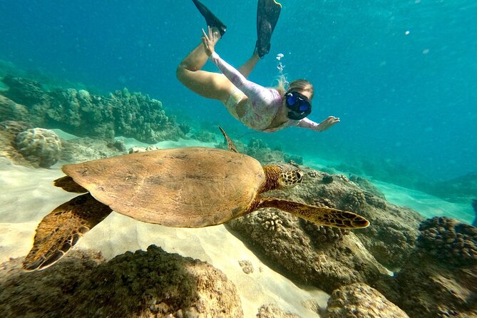 Hilo Sea Turtle Snorkel Adventure - Key points to know before you book