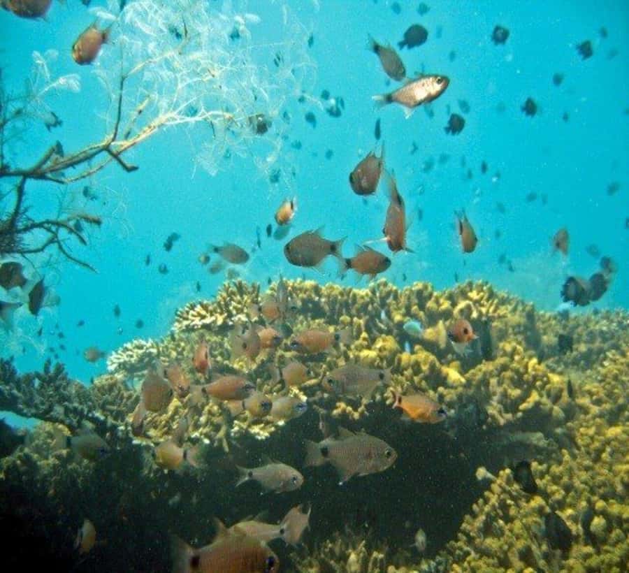 Hoi An: Cham Islands Snorkeling Trip by Speedboat with Lunch - Key points to know before booking
