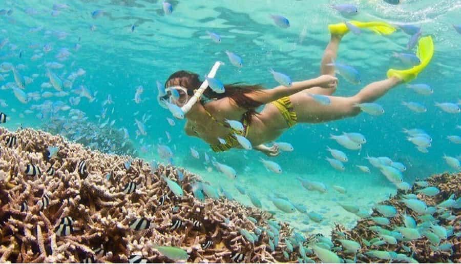 Hoi An: Cham Islands Snorkeling Trip by Speedboat with Lunch - Snorkeling at Bãi Xếp or Hòn Tai