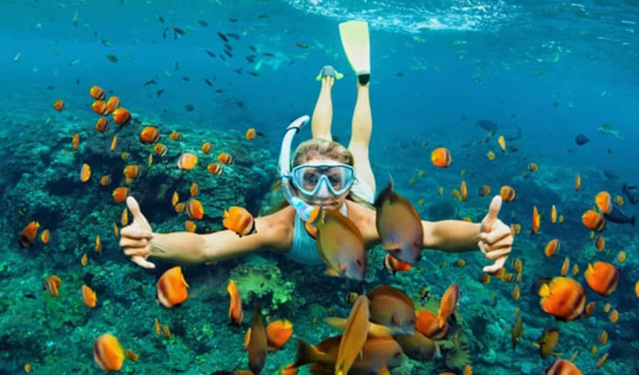 Hoi An: Cham Islands Snorkeling Trip by Speedboat with Lunch - A useful introduction to island life