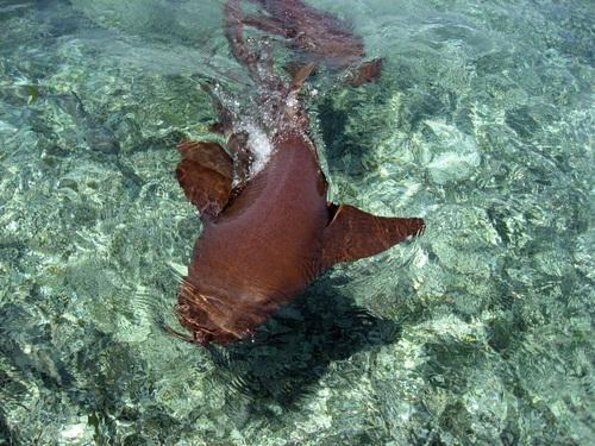 Hol Chan Marine Park and Shark Ray Alley Snorkeling - Key points to know before booking