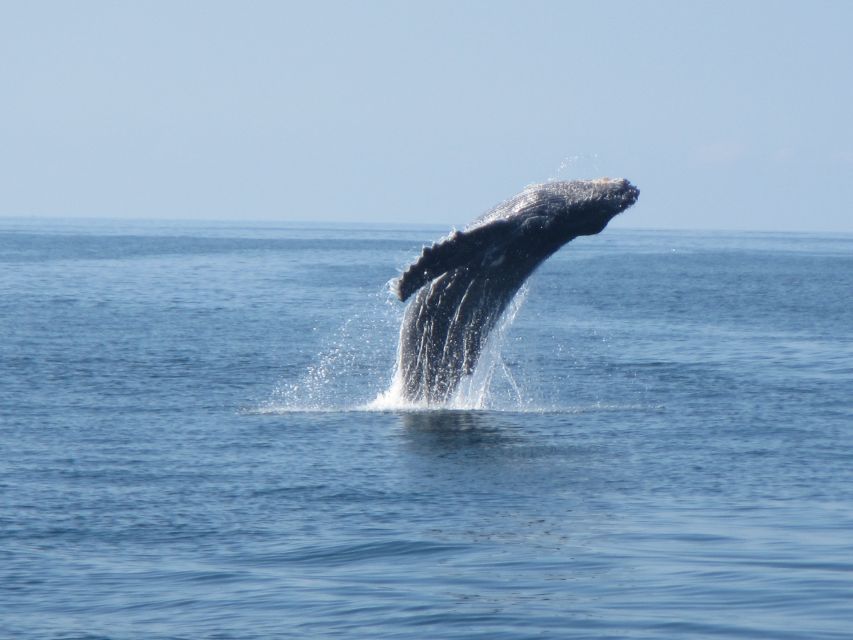 Huatulco: Bays Boat Tour with Snorkeling and Hotel Pickup - Who will enjoy this Huatulco boat tour most?