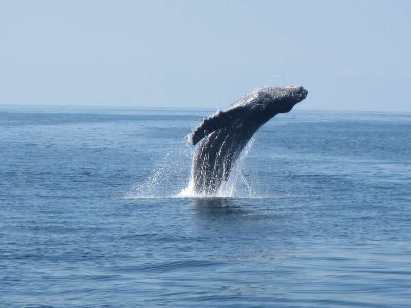 Huatulco: Bays Boat Tour with Snorkeling and Hotel Pickup - The second cruise puts the coast in context
