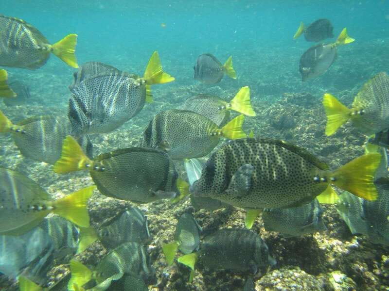 Huatulco: Bays Boat Tour with Snorkeling and Hotel Pickup - Language, comfort, and practical limits