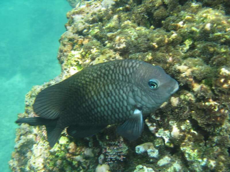 Huatulco: Premium Boat Tour with snorkel experience. - Who will enjoy this Huatulco boat day